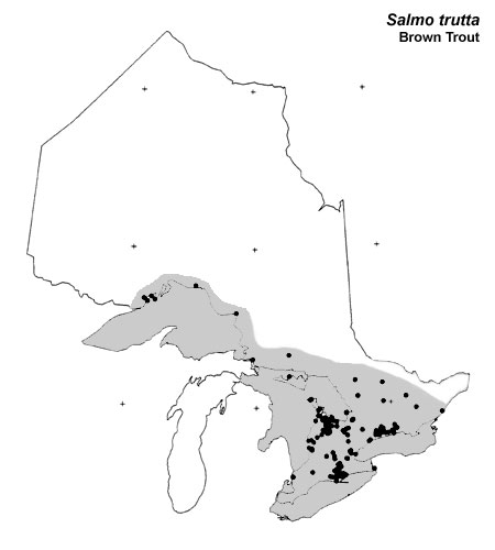 Brown Trout range