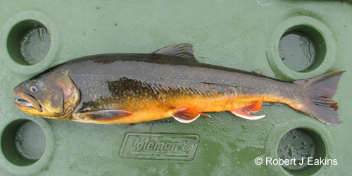 Arctic Char photograph