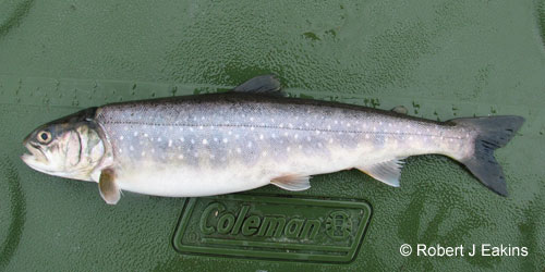 Arctic Char photograph