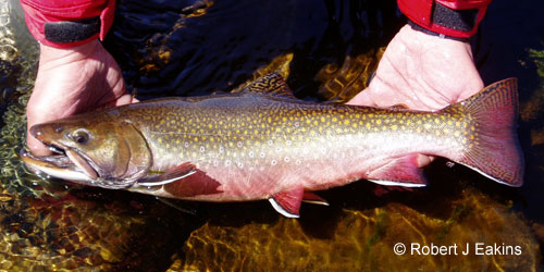 Brook (speckled) Trout photograph