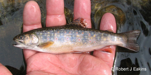 Ontario Freshwater Fishes Life History Database Species Photograph