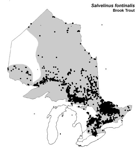 Brook (speckled) Trout range