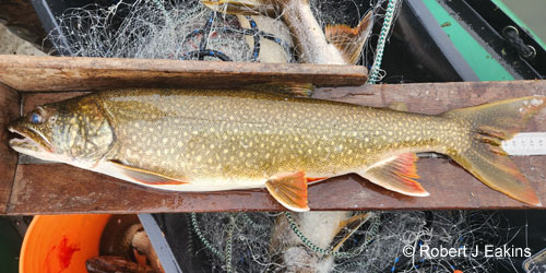 Lake Trout photograph
