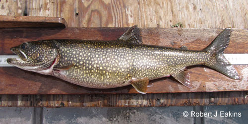 Lake Trout photograph