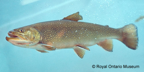 splake (backcross) photograph