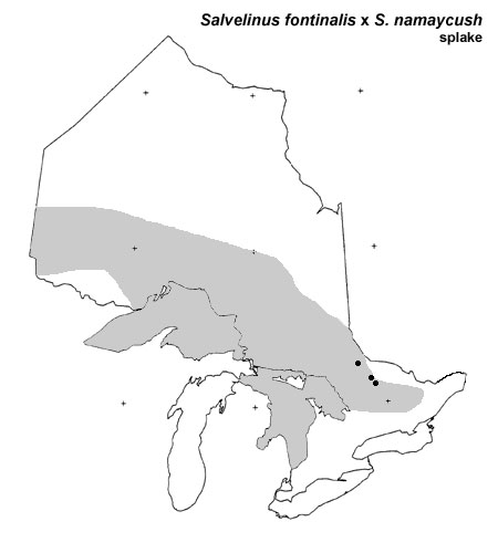 splake (backcross) range