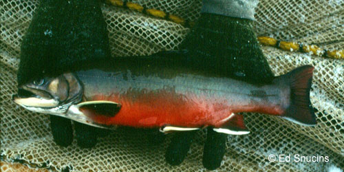 Aurora Trout photograph