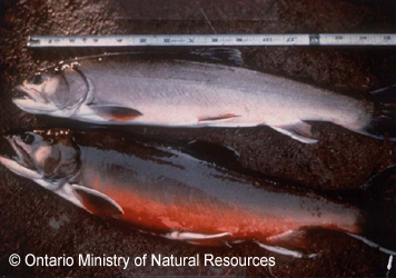 Aurora Trout photograph