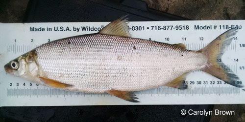Lake Whitefish photograph