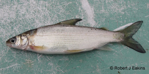 Lake Whitefish photograph
