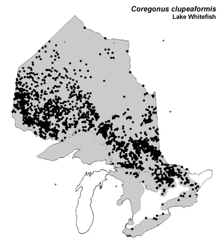 Lake Whitefish range