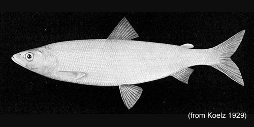 Longjaw Cisco photograph