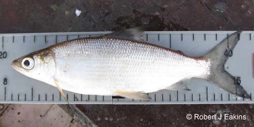 Cisco (lake herring) photograph