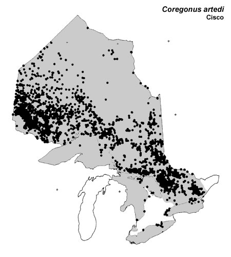 Cisco (lake herring) range