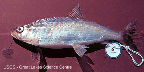 Ontario Freshwater Fishes Life History Database Species Detail