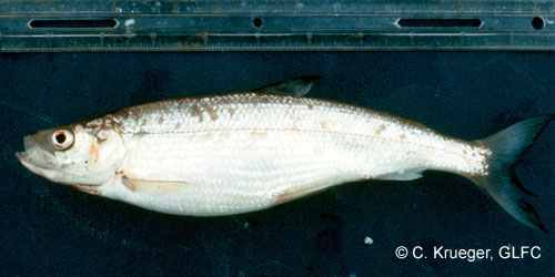 Bloater photograph