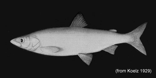 Deepwater Cisco photograph