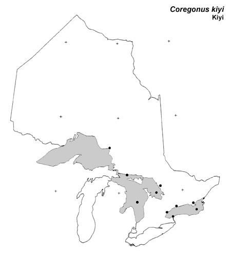 Kiyi range