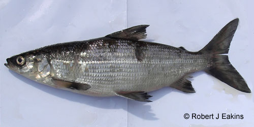 Blackfin Cisco photograph