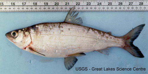 Blackfin Cisco photograph