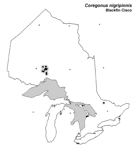 Blackfin Cisco range