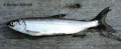 Nipigon Cisco photograph