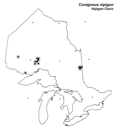 Nipigon Cisco range