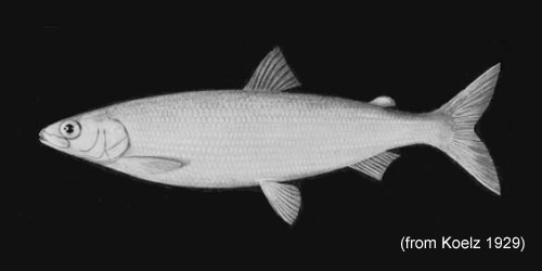 Shortnose Cisco photograph