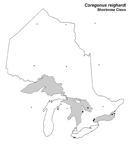 Shortnose Cisco range