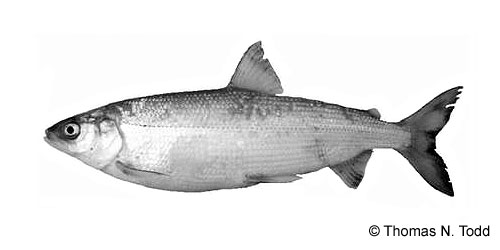 Shortjaw Cisco photograph