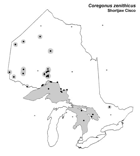 Shortjaw Cisco range