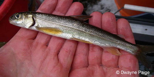 Pygmy Whitefish photograph