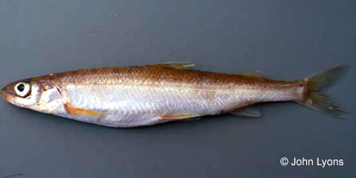 Pygmy Whitefish photograph