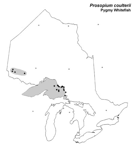 Pygmy Whitefish range