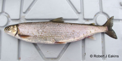 Round Whitefish photograph