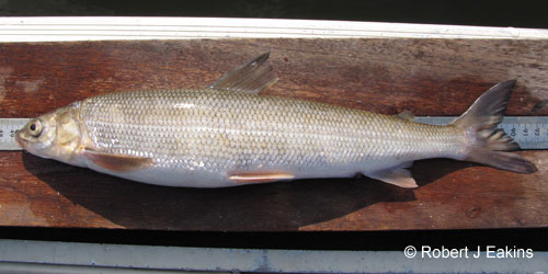 Round Whitefish photograph