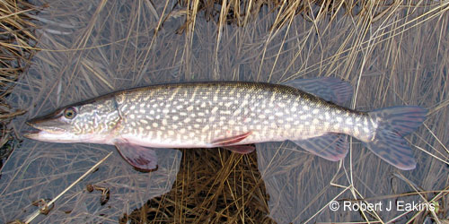 Northern Pike photograph