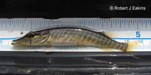 Northern Pike photograph