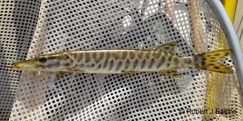 Muskellunge (muskie) photograph