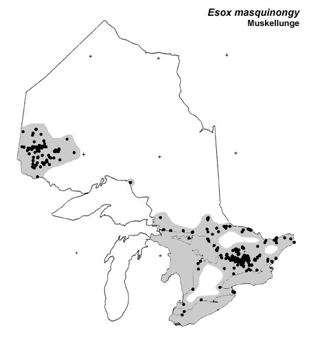 Muskellunge (muskie) range