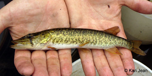 Grass Pickerel photograph