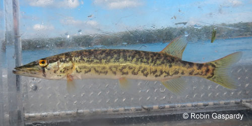 Grass Pickerel photograph