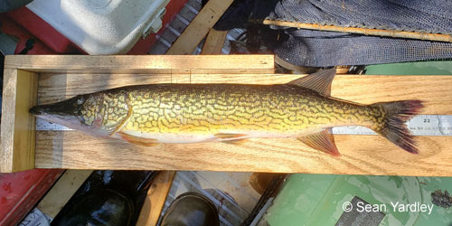 Chain Pickerel photograph