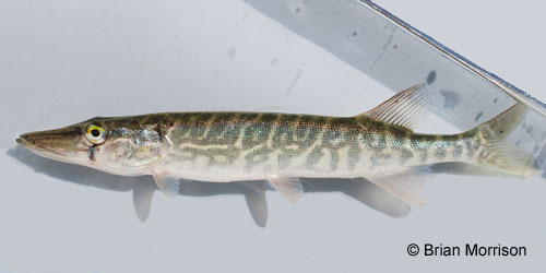 Chain Pickerel photograph