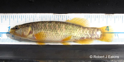 Ontario Freshwater Fishes Life History Database Species Detail