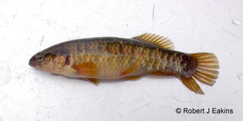 Ontario Freshwater Fishes Life History Database Species Detail