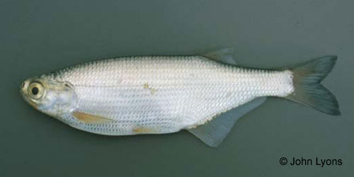 Goldeye photograph