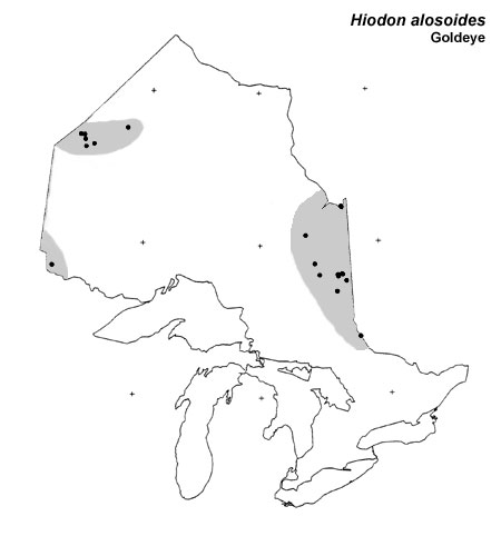 Goldeye range