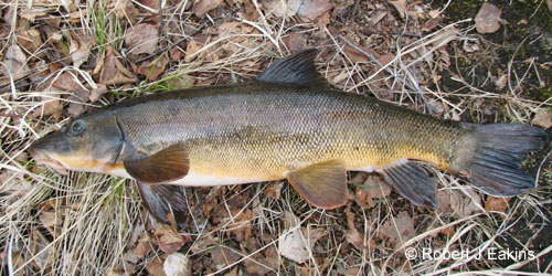 Longnose Sucker photograph