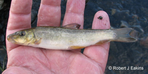 Longnose Sucker photograph